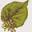 lindenleafgifts.com