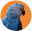 macaw-facts.com