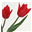 maysflower.com