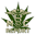 medicalcannabisreport.com
