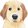 mein-golden-retriever.de