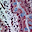 microanatomy.net