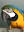 midnightparrotplace.com