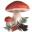 mycodb.fr