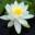 mysearose.de