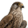 nachtfalke.biz