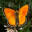 natur-schmetterlinge.ch