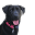 newenglandlabrescue.com