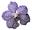 orchids.uk.com
