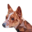 os.dog
