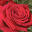 phillips-flowers.com