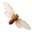 photography.cicada.com