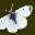 pieris.ch