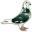 pigeon.org