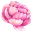 pinkpeonies.co.za