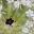 plantarum.ca