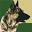 policedogservices.com