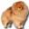 pom.dog
