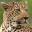 portugalwildlife.com