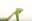 praying-mantis.org