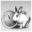 rabbit.org
