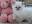 ragtownragdolls.com