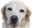 retriever-and-friends.org
