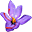 rocosaffron.com