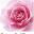 rosemedical.fitness