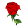 roza24.com.ua
