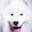 samoyedequebec.com