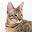 savvy-paws.com