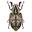 scarabeidi.it