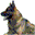 schraderhausk9.com