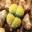 scrapbooklithops.com