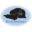 sealconservancy.org