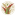 seeds.is