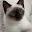 siamesekittens.com