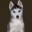 siberianhuskysofsandiego.com