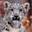 snowleopard.com