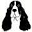 springerrescue.org