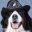 sunshinebernese.com