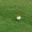 tanukigolf.com