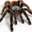tarantulas.su