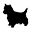 texastinyyorkies.com