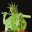 theleaguesf.org
