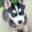 thepuppyland.com
