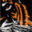 tigertrash.com