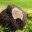 truffe-passion.fr