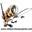 videos-chasse-peche.com